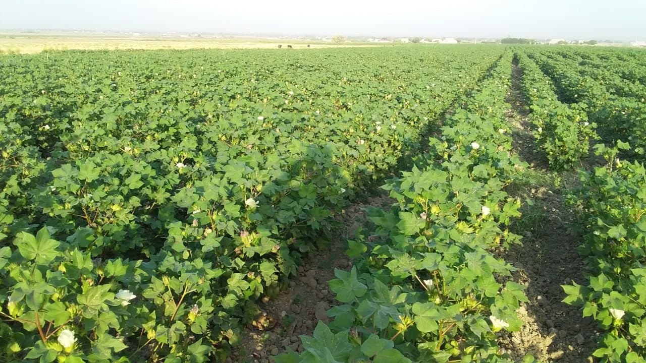 BUXORO: AGROTEXNIK TADBIRLARNI KECHIKTIRGAN FERMER XO‘JALIGI RAHBARLARI OGOHLANTIRILMOQDA