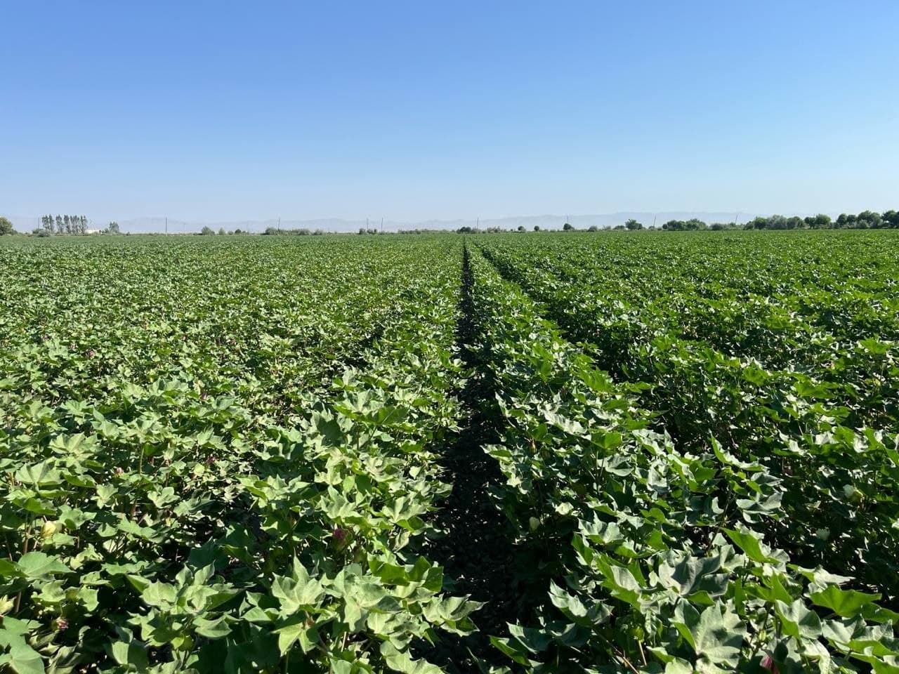 NAVOIYDA G‘O‘ZA MAYDONLARIDA AGROTEXNIK TADBIRLAR MONITORINGI DAVOM ETMOQDA